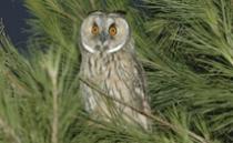 OCATEN MUN1 1241536347_0.jpg