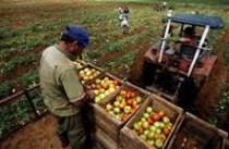 innovacion agricola.jpeg